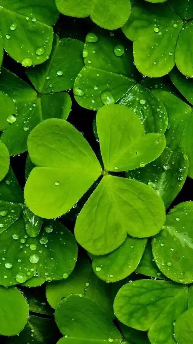 护眼壁纸动态壁纸高清全屏90帧,华为绿色养眼护眼壁纸