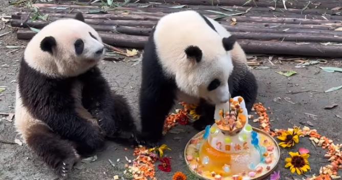 为什么萌兰生日和花花同一天生日,熊猫和花和萌兰现状