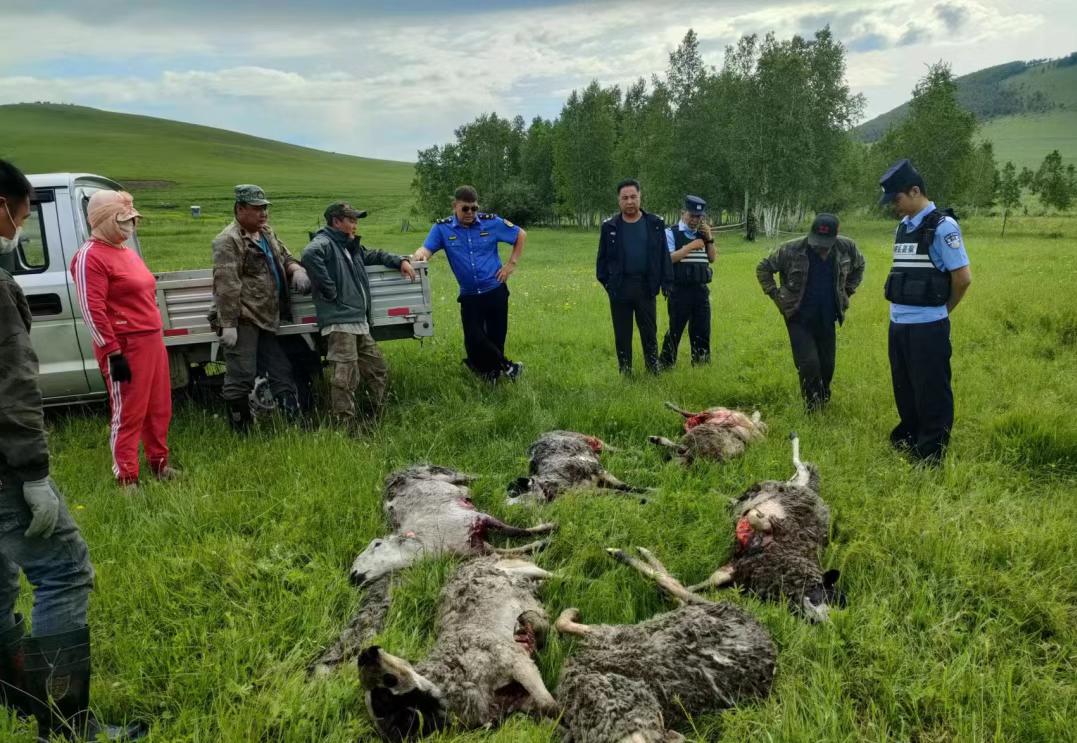 内蒙古棕熊受伤视频,棕熊为什么会被袭击