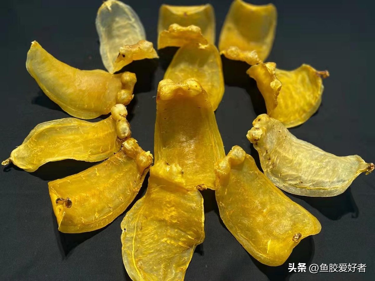 鱼胶哪个产地的最好,鱼胶最好的出产地在哪里