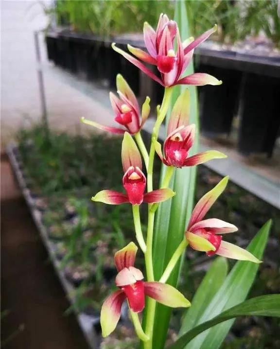 兰花品种大全四川,兰花品种鉴别方法