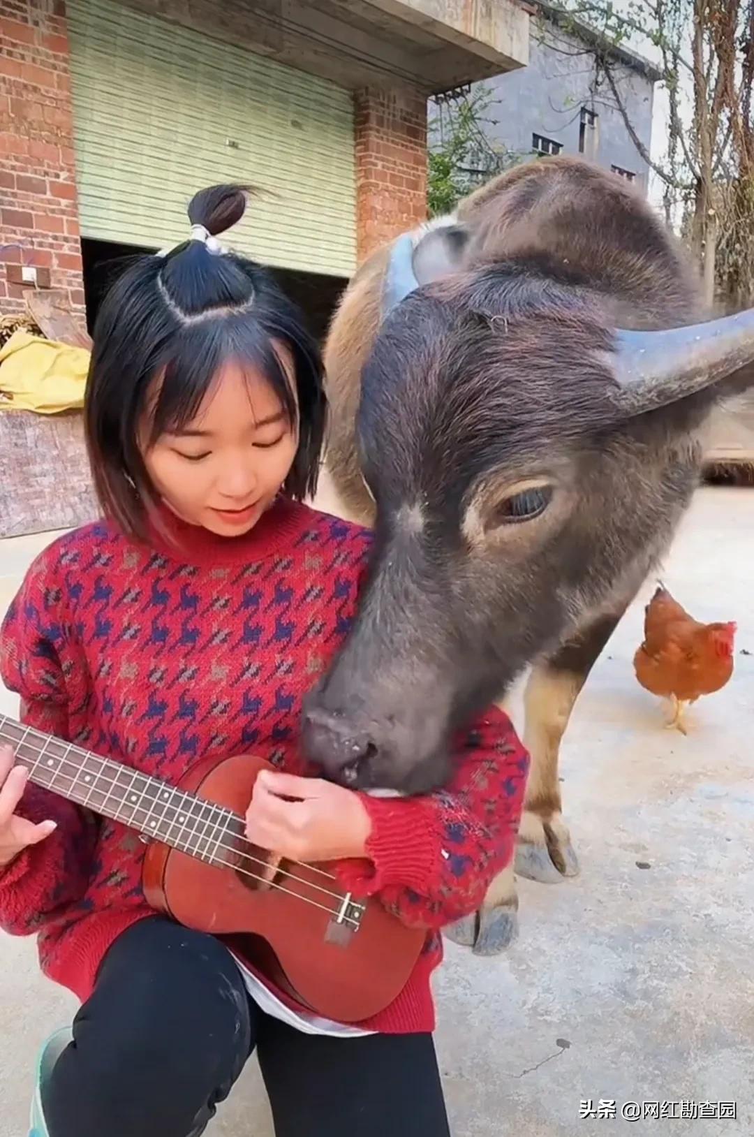 90后女孩把牛当宠物养，她对牛弹琴，网友送外号：牛郎织女
