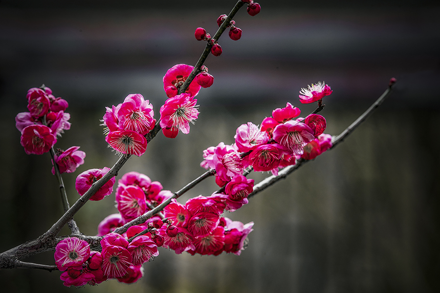 春色满园关不住表达什么之情,满园春色关不住一枝红杏是啥意思