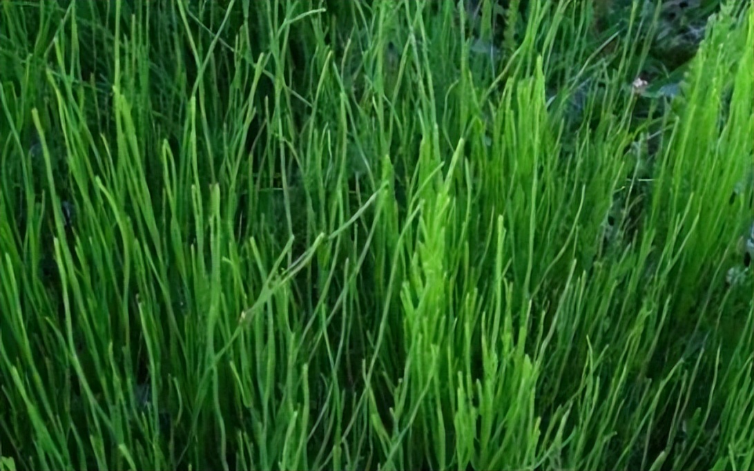 节节草能长期泡水喝吗有什么功效,老人用节节草泡脚的功效