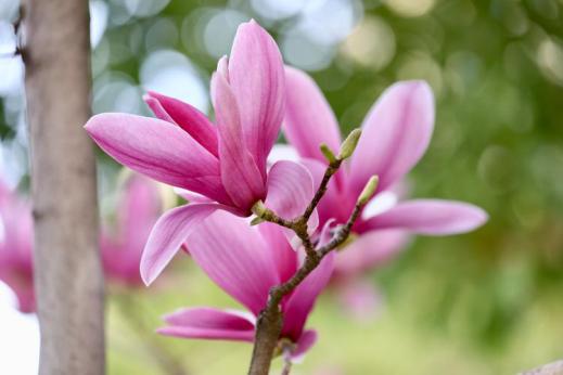 百花种类大全,百花的种类有哪些