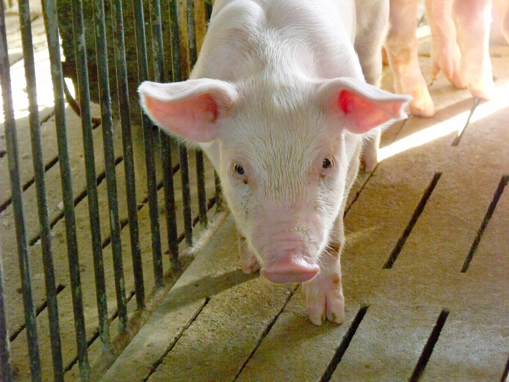 新希望猪饲料今日价格表,猪饲料近期市场行情
