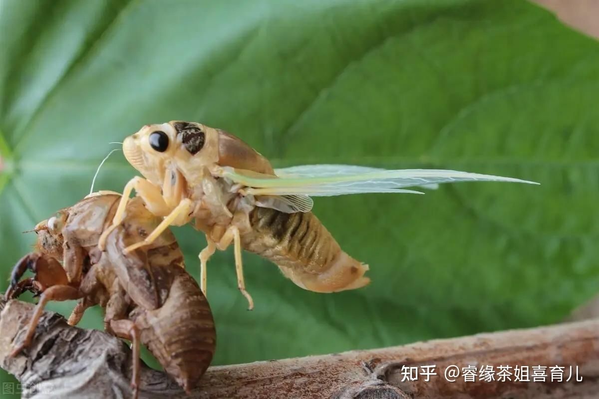 暑假作业出现昆虫类的题目,孩子看都不要看拒绝做这类题