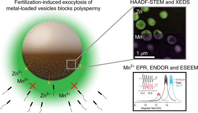 科学家发现人类精子和卵子,科学家捕捉精子和卵子作用