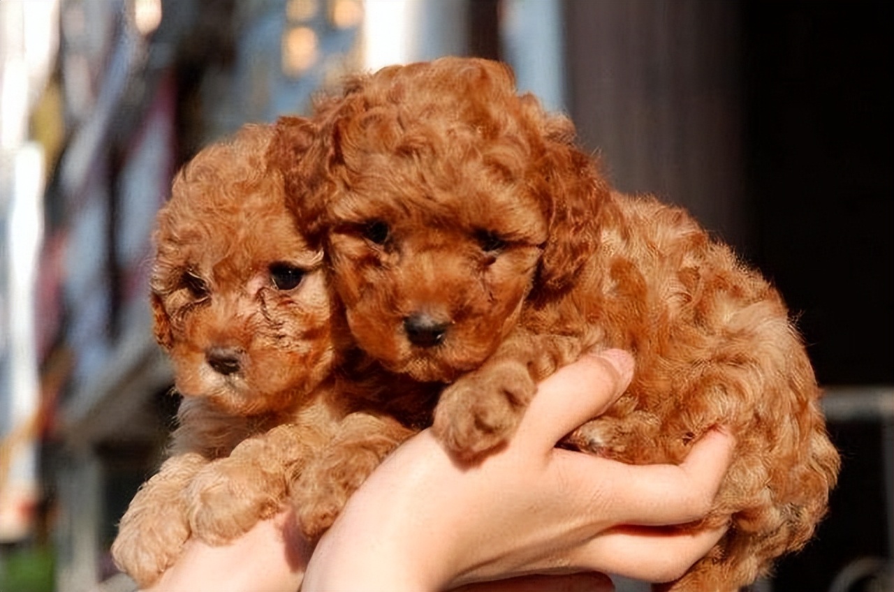 母泰迪好养还是公泰迪好养,公泰迪跟母泰迪有什么区别