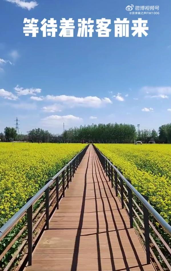 北京周边探秘京城最美油菜花海,北京油菜花必去的地方