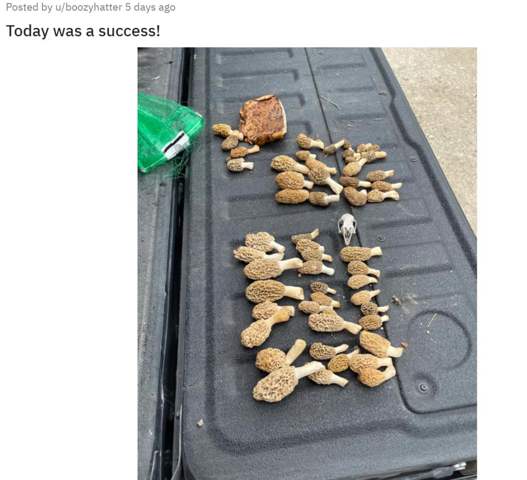 华人美国挖野菜，吃罚单？在纽约是这样挖蕨菜、韭菜、荠菜的