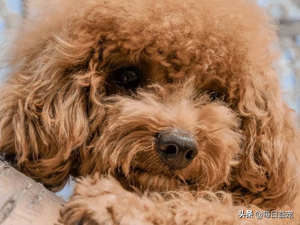 泰迪犬也会有压力的！这些行为是在提醒你，它的压力很大