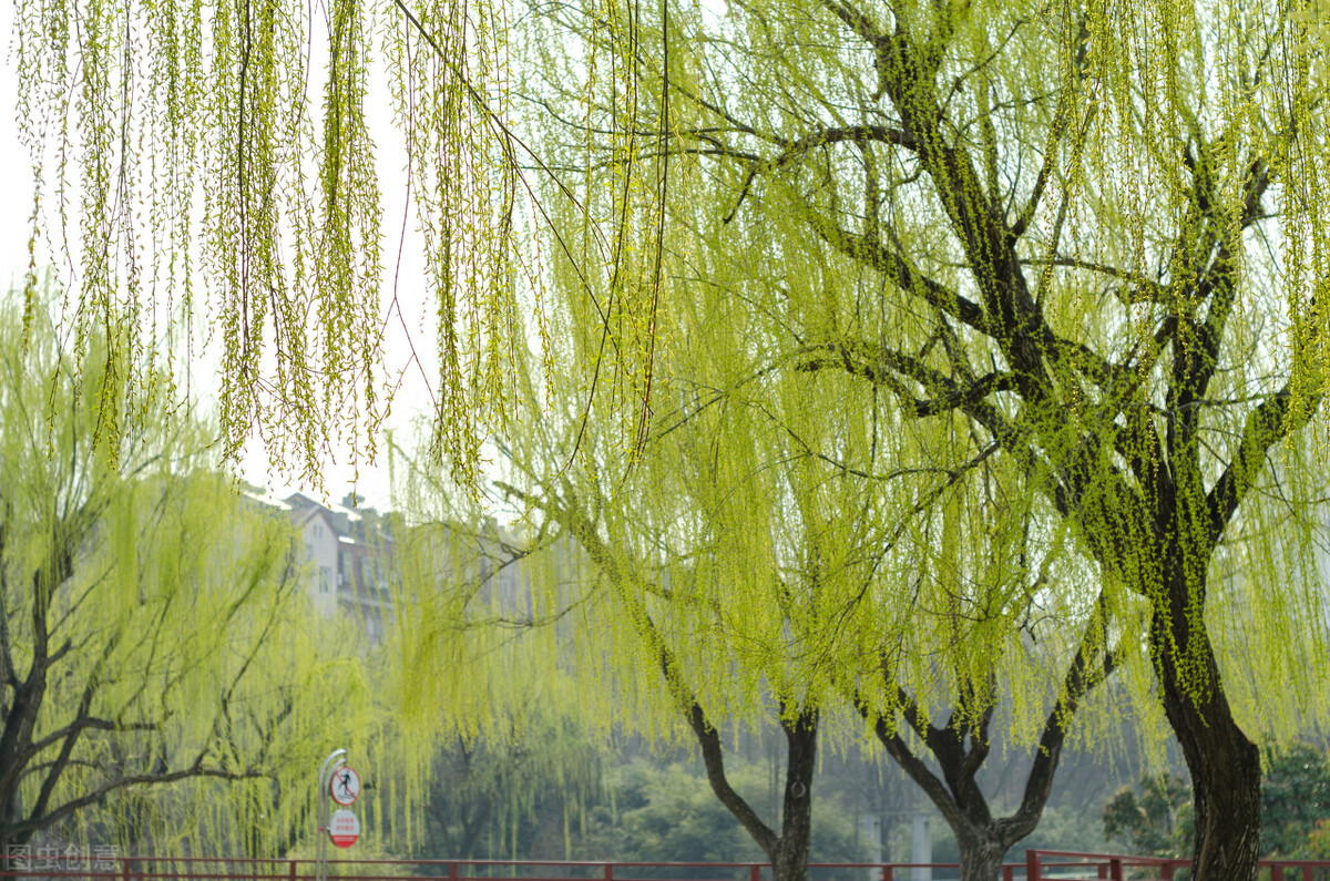 赞美柳树诗句古诗大全,春风杨柳唯美古诗