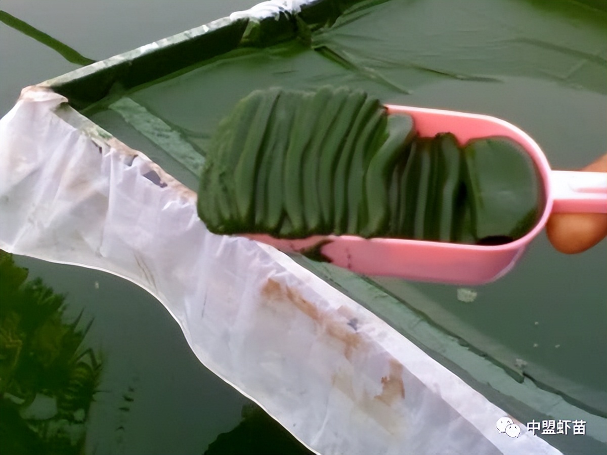 什么是螺旋藻？虾池添加螺旋藻的好处有哪些？养殖高手跟你揭露！