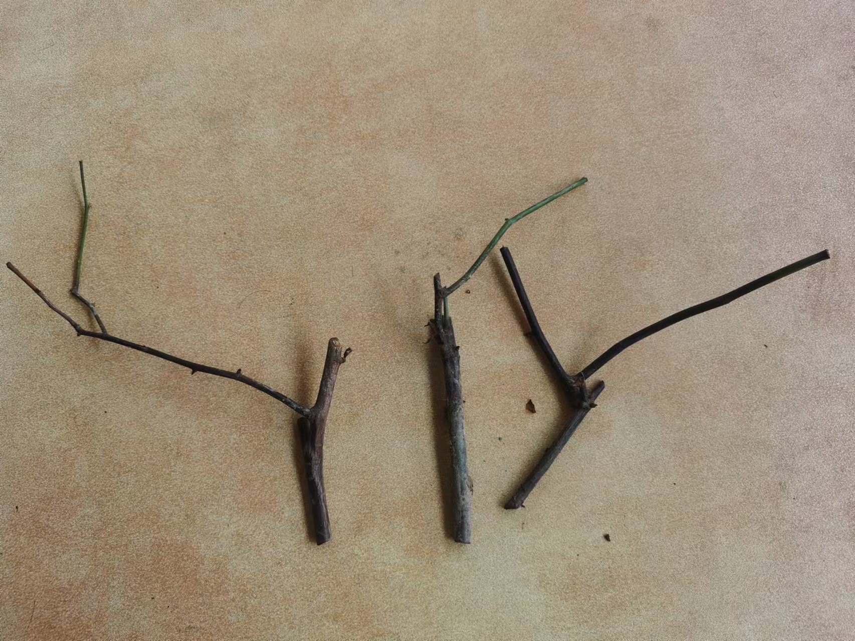 新手养花日记,玫瑰花盆栽多久才能成活