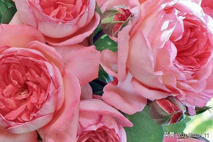 大花胖美人月季有几个品种,适合阳台养的大花月季品种