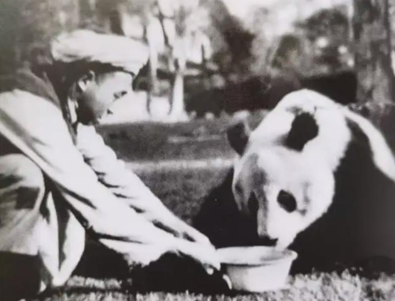 我国被偷的大熊猫,外国人偷大熊猫有多疯狂
