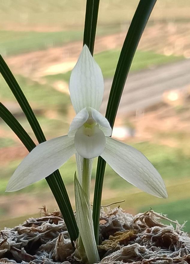 素心兰欣赏,素心兰哪个品种最漂亮