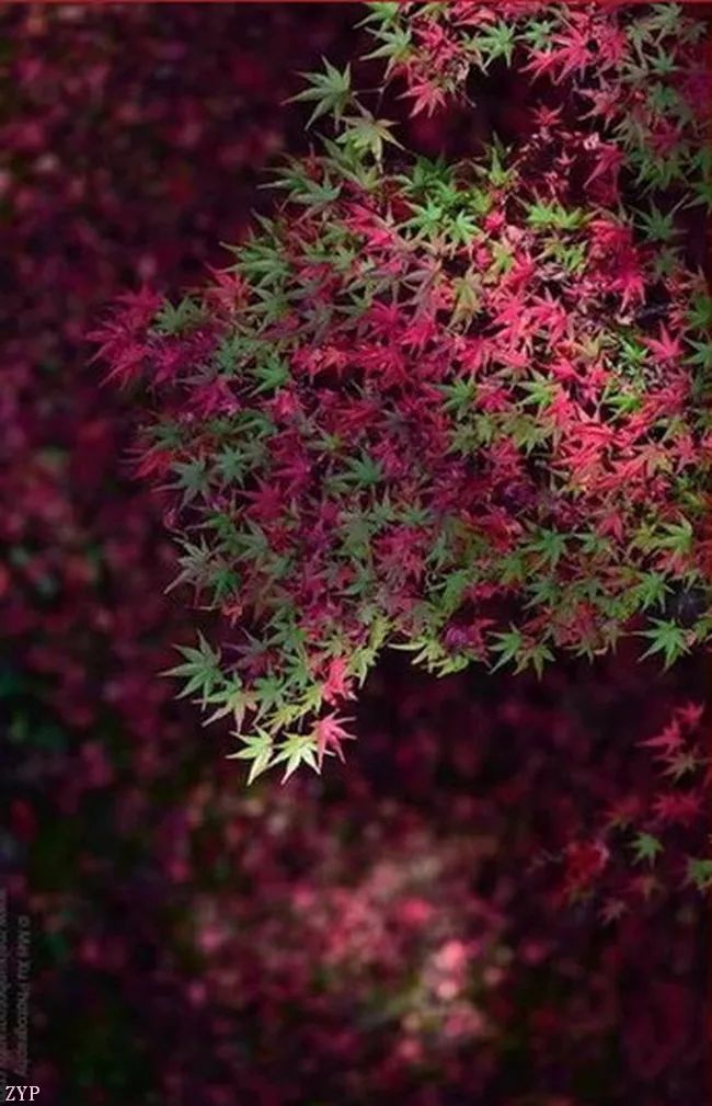 太美了100个世界级美景,全球100张绝世美景