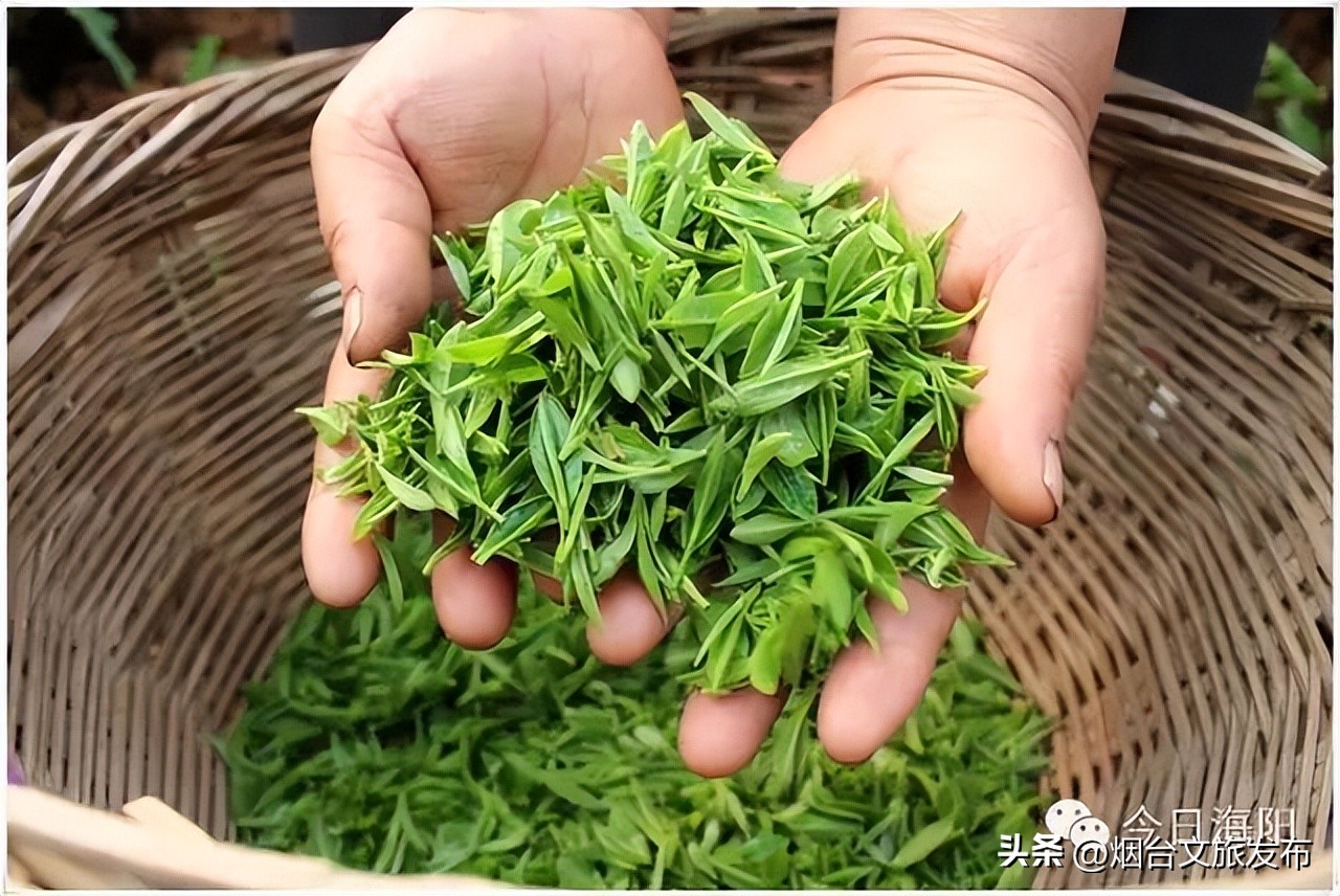 山东海阳十大美丽城市,海阳市全国排名