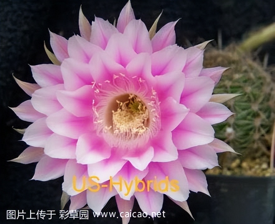 草球牡丹锦仙人球,大花彩草仙人球经典品种