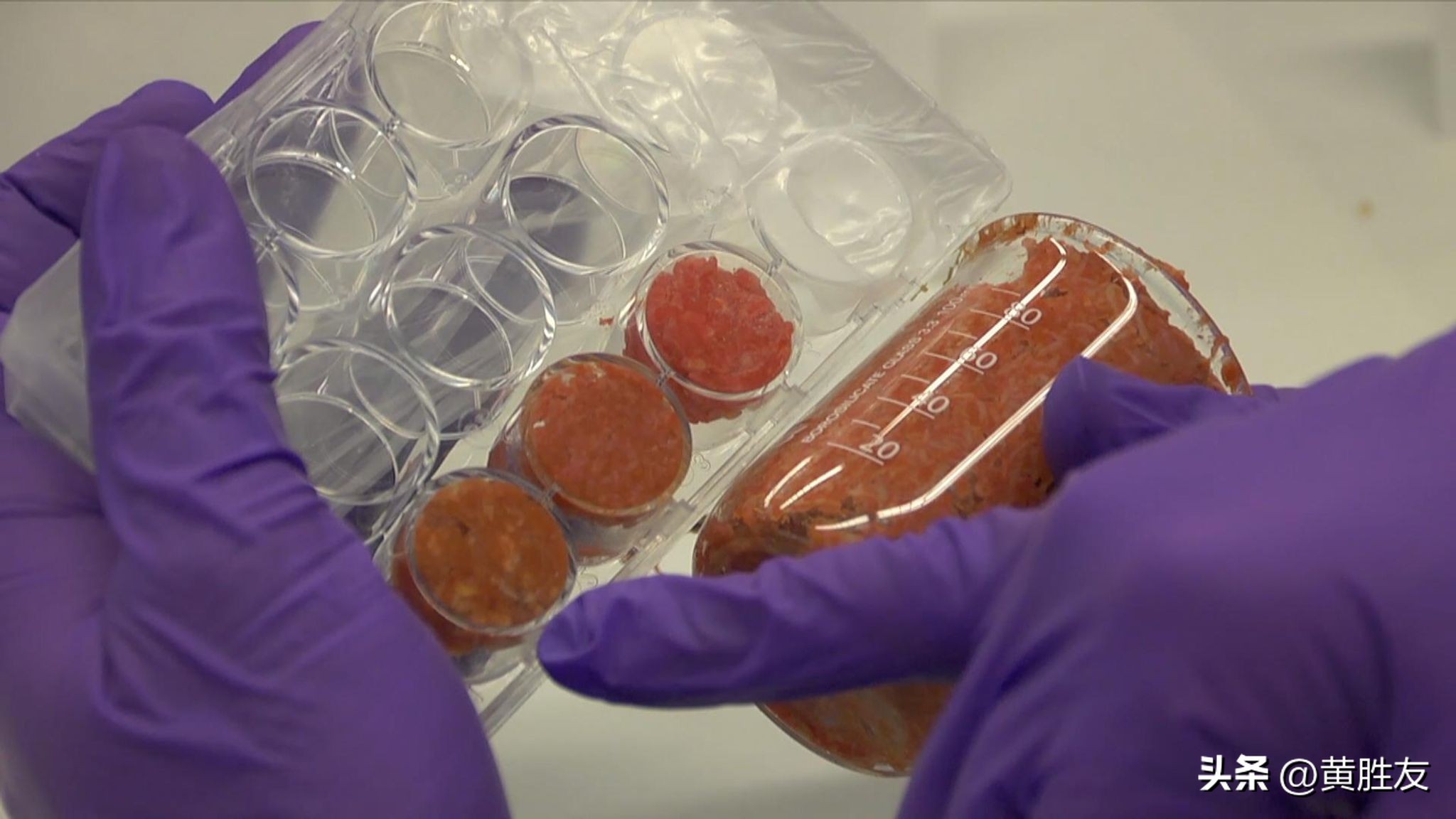 猛犸象制成肉丸,已灭绝猛犸象dna被培育制成肉丸