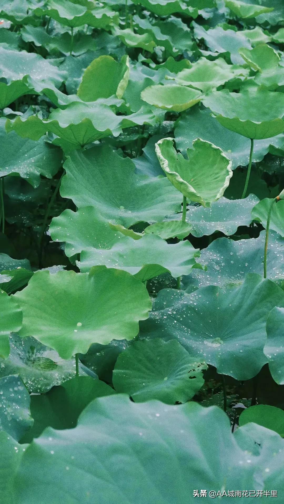 和父母借1000元被拒绝的心酸,被网友借了8万块不还怎么办