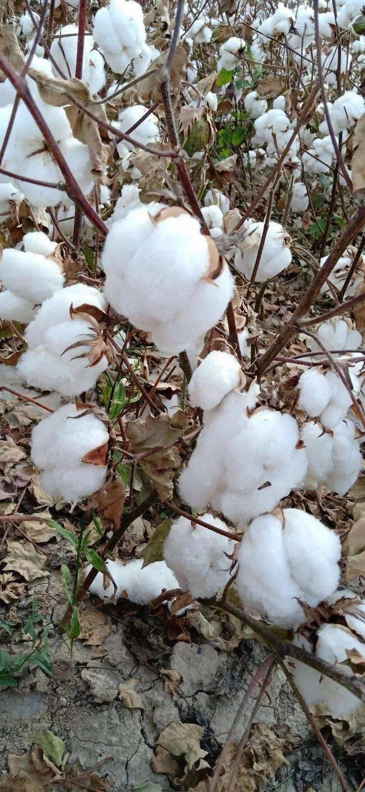 2022年种棉花形势咋样,种棉花难的视频