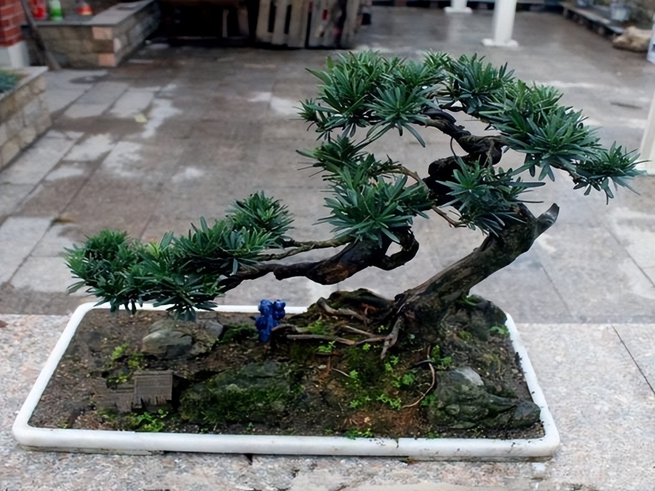 十八罗汉稀有价值,寿命最长的罗汉鱼