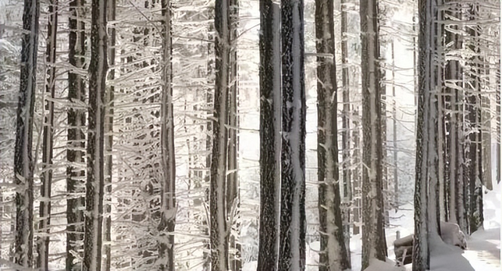 德国钢琴哪款最好,德国赛德尔钢琴好吗