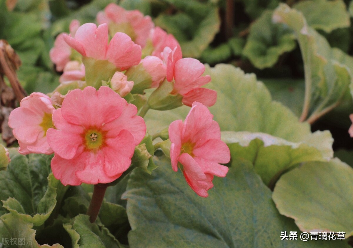 带名字的花卉大全,名字带有春字的花