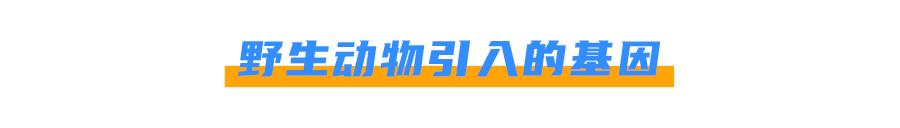 猫身上掉下来有白色颗粒是什么,猫身上白色的是什么