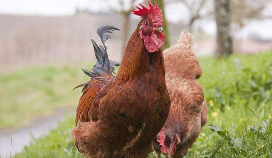 气囊炎症状特效药,气囊炎怎么办