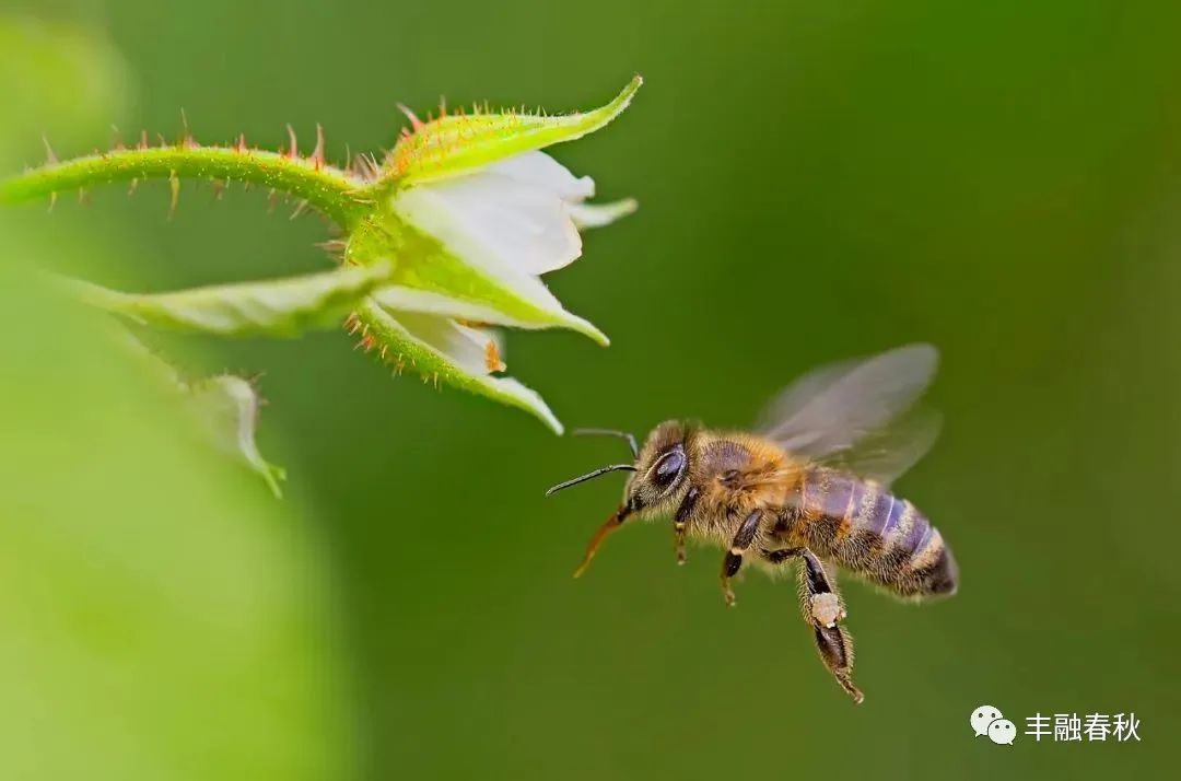 王东江｜蜜蜂礼赞