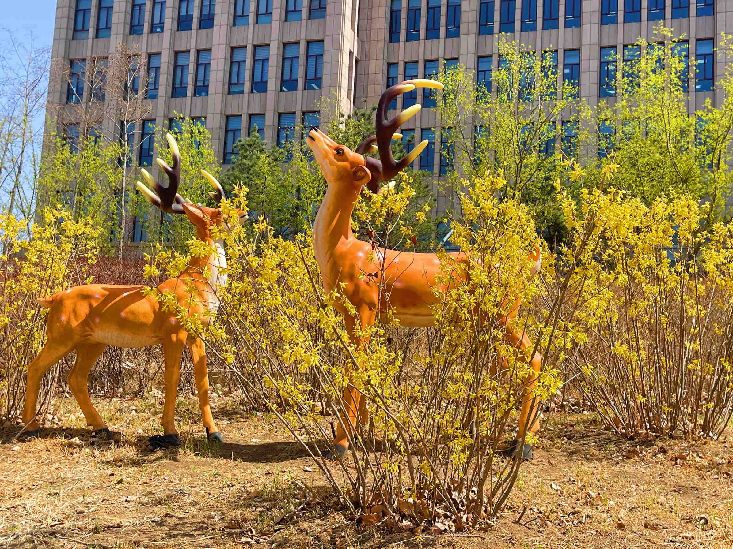 连翘花开万物复苏春意浓,连翘花开春意浓