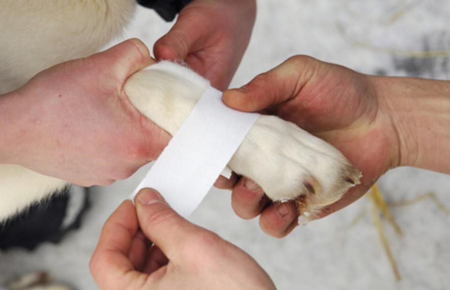 小狗狗受伤了怎么处理,狗狗受伤了怎么治才能好