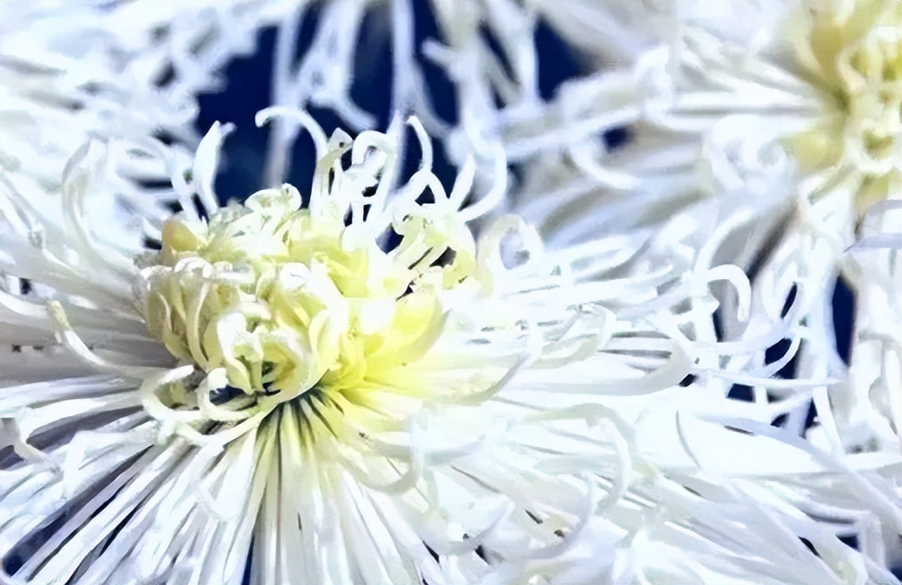 秋花诗词50首,金秋秋菊50种名菊