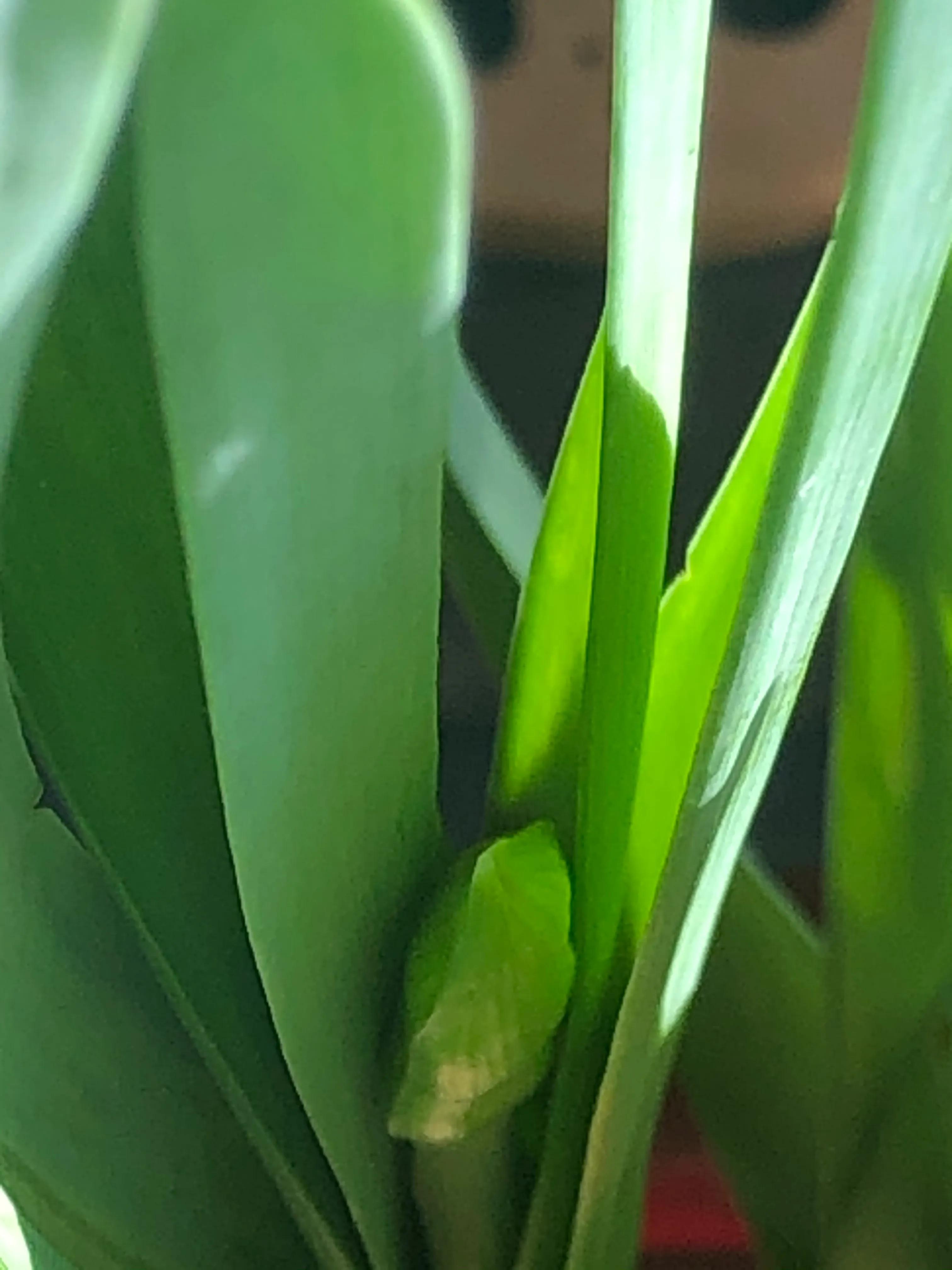 水仙花开迎春节,水仙花开财满福来