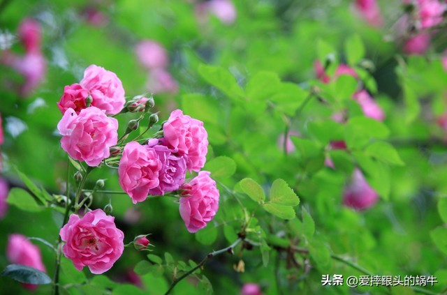 生如夏花灿烂的时候,生如夏花绚烂绽放歌曲视频