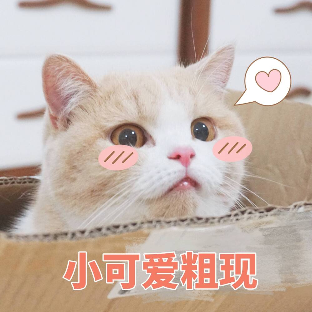 猫咪有这几个特征招财又旺家,猫是否招财运