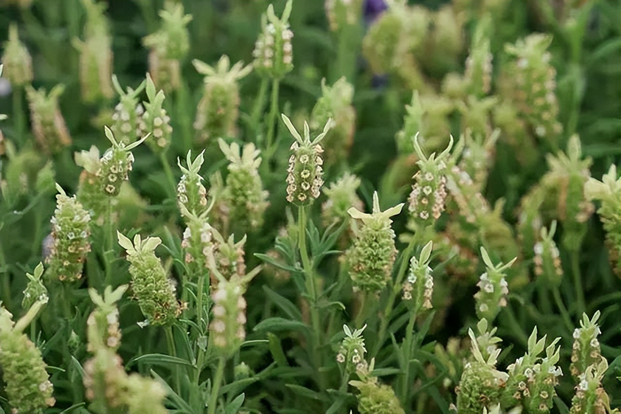 薰衣草，永不褪色的真爱，永不落幕的浪漫｜No.00162