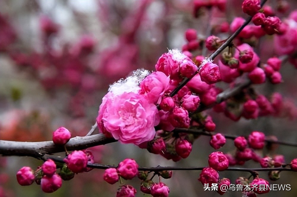 满园春色作品欣赏,满园春色惹人醉美文