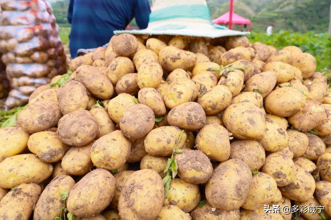 黑水镇万亩马铃薯迎来丰收季,建平镇5000亩马铃薯喜获丰收