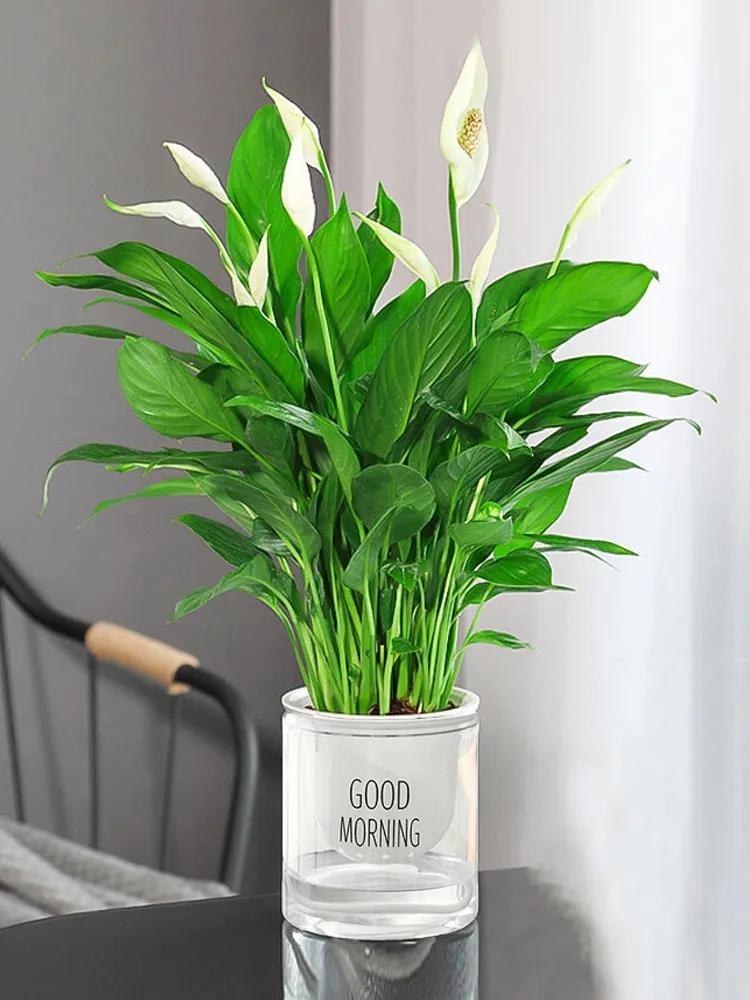 10种家里必养的吉祥之花,这5种吉祥花养一盆招财又兴家