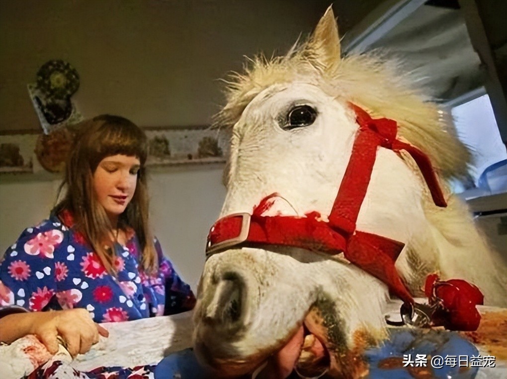 世界十大最奇葩的宠物,世界上最奇异的小宠物