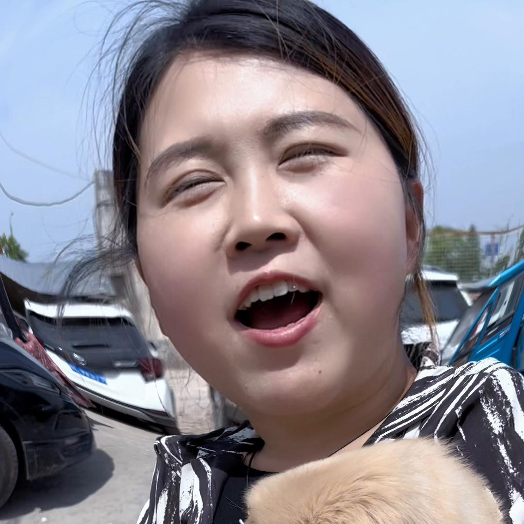 农村狗市大型犬金毛,3000左右的金毛犬舍