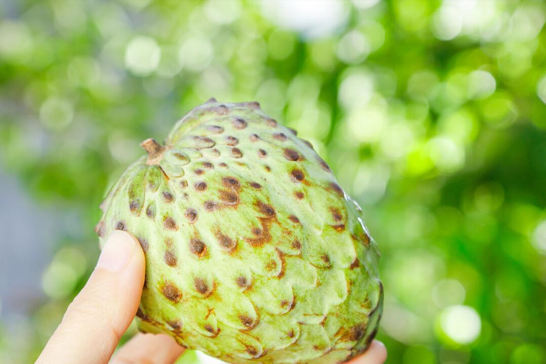 我国禁止进口水果有哪些,台湾柑橘类水果对大陆出口额