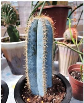 各种仙人掌的种植,仙人掌是扦插好还是带根种植好