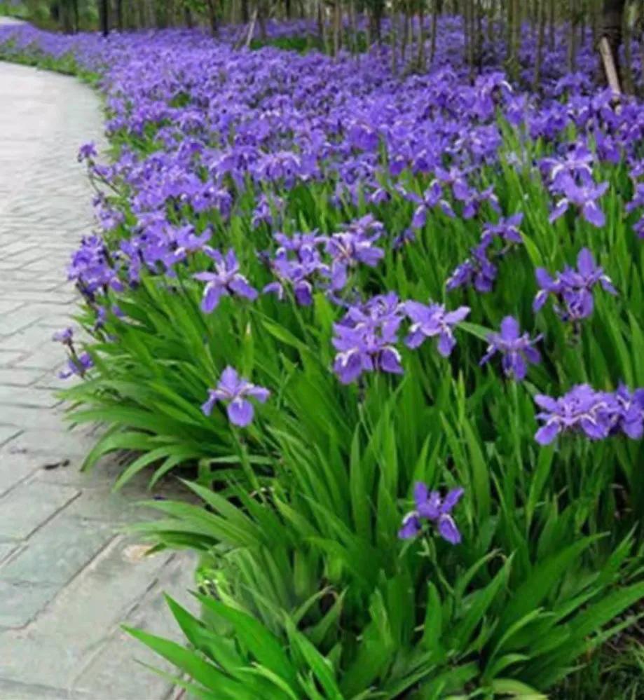 网购花卉养护骗局揭秘,花卉骗局揭秘大全图解