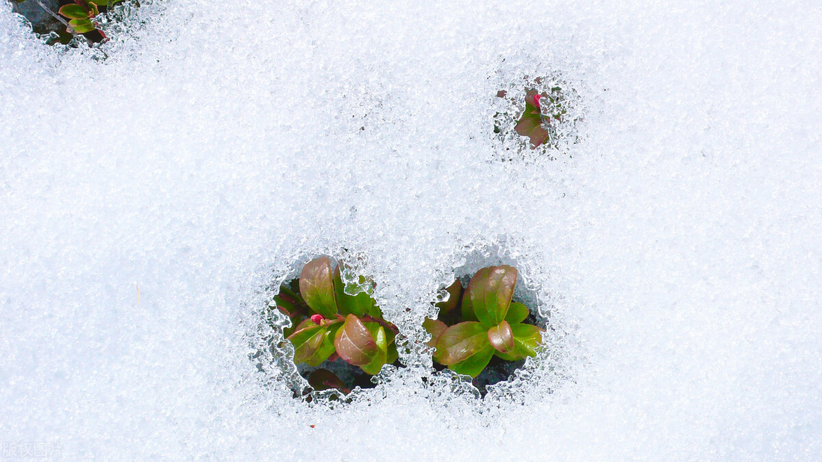 立字为证永不反悔,立字为证